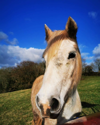 A close-up of a white pony with a blue sky and rolling hills behind it.