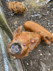 A close-up of a reddish-brown pig looking up at the camera with bits of hay on its fur. Two other pigs are in the muddy pen behind it.