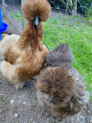 Two fluffy Silkies, one golden brown and the other gray, stand near a wire fence. Their unique feathery crests obscure their eyes, giving them a distinctive appearance.