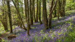 A woodland scene with tall trees and a forest floor blanketed in vibrant purple-blue bluebells. Sunlight filters through the leaves, casting dappled light on the flowers.