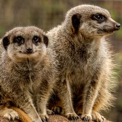 Two meerkats sitting close together, one looking to the side and the other facing forward with a curious expression, against a blurred natural background.