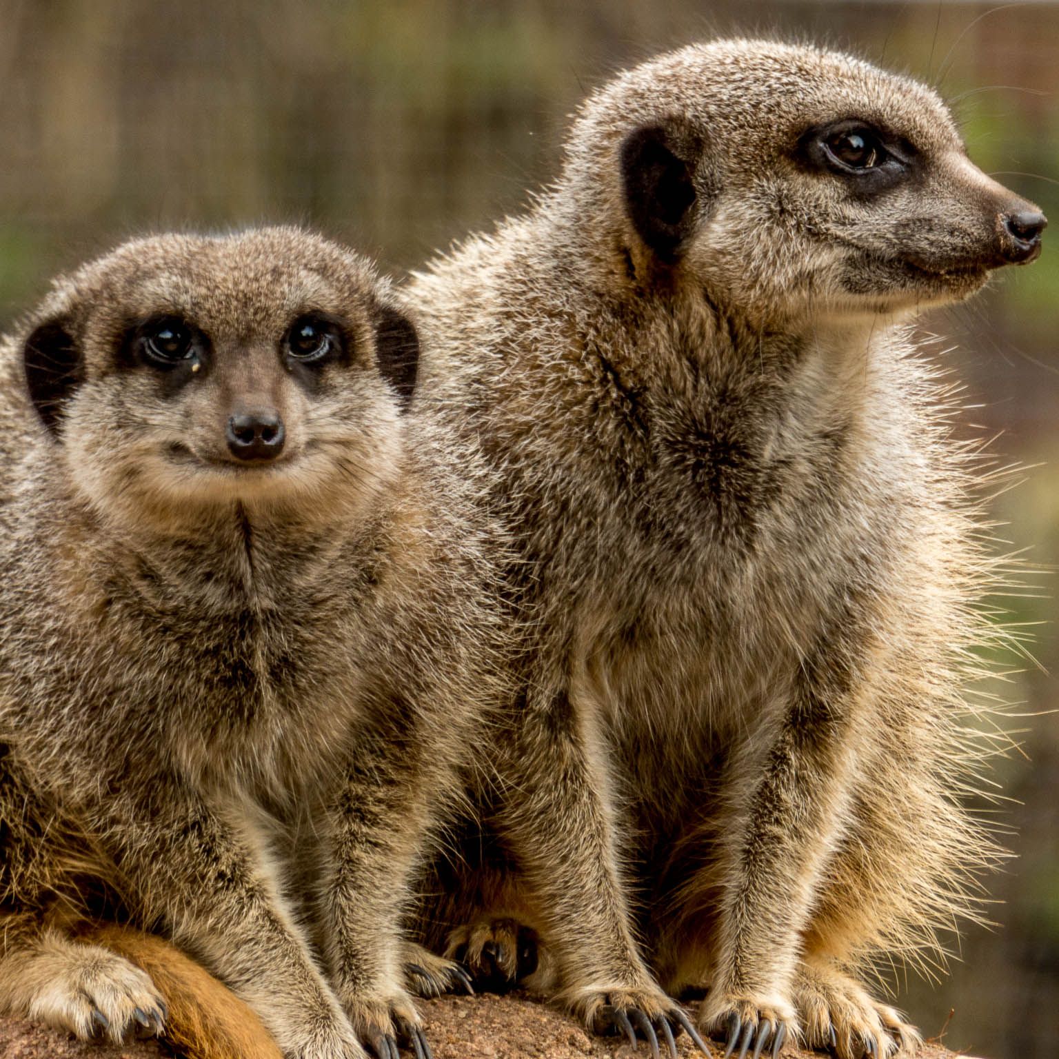 Two meerkats sitting close together, one looking to the side and the other facing forward with a curious expression, against a blurred natural background.