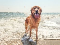 Golden retriever on beach in sea