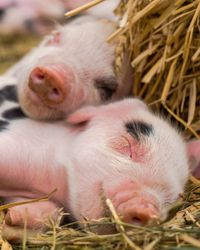 Two spotted piglets sleep nestled in hay, one resting its head on the other. Their pink noses and tiny ears peek out as they snooze peacefully on the farm.