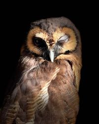 A brown owl with intricate feather patterns winks one eye, its sharp beak and dark gaze standing out against a black background.