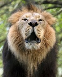 A majestic lion with a thick, golden mane roars or yawns, its mouth slightly open. The blurred green foliage in the background adds depth to the powerful image.