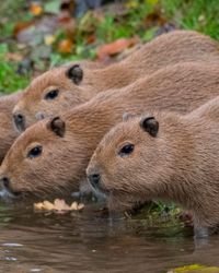 Four capybaras stand at the edge of a pond, partially submerged in the water. Their brown fur is damp, and the grassy bank behind them is dotted with fallen leaves.