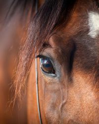 A close-up of a brown horse's face, highlighting its deep, reflective eye and a white marking on its forehead. Strands of its mane fall gently over its face.