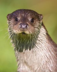 A curious otter with wet fur and long whiskers gazes directly ahead. Its dark eyes glisten in the sunlight against a blurred green background.