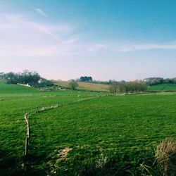 Rolling green fields under a clear blue sky with scattered sheep, a winding fence, and a farmhouse nestled among trees in the distance.