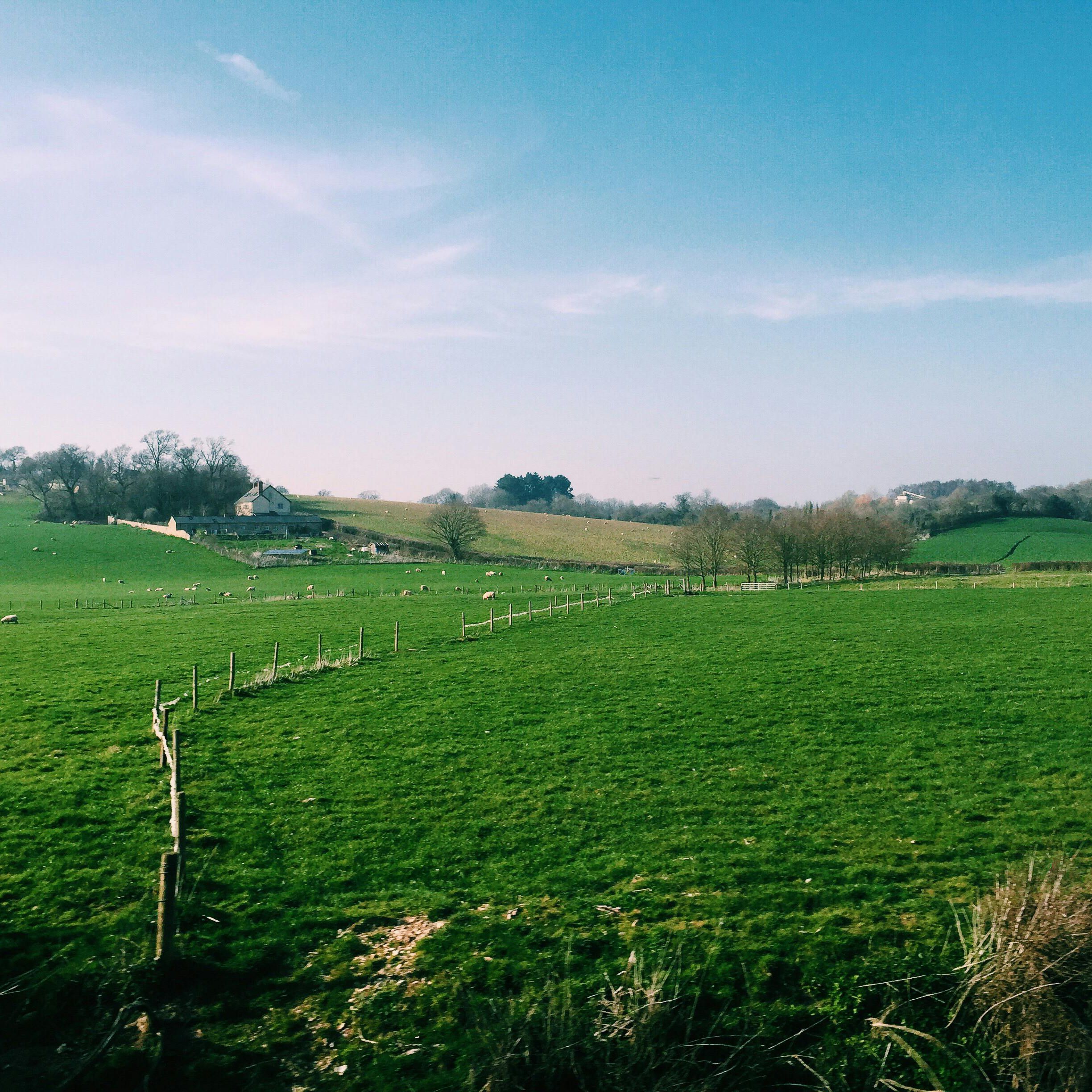 Rolling green fields under a clear blue sky with scattered sheep, a winding fence, and a farmhouse nestled among trees in the distance.