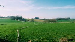 Rolling green fields under a clear blue sky with scattered sheep, a winding fence, and a farmhouse nestled among trees in the distance.