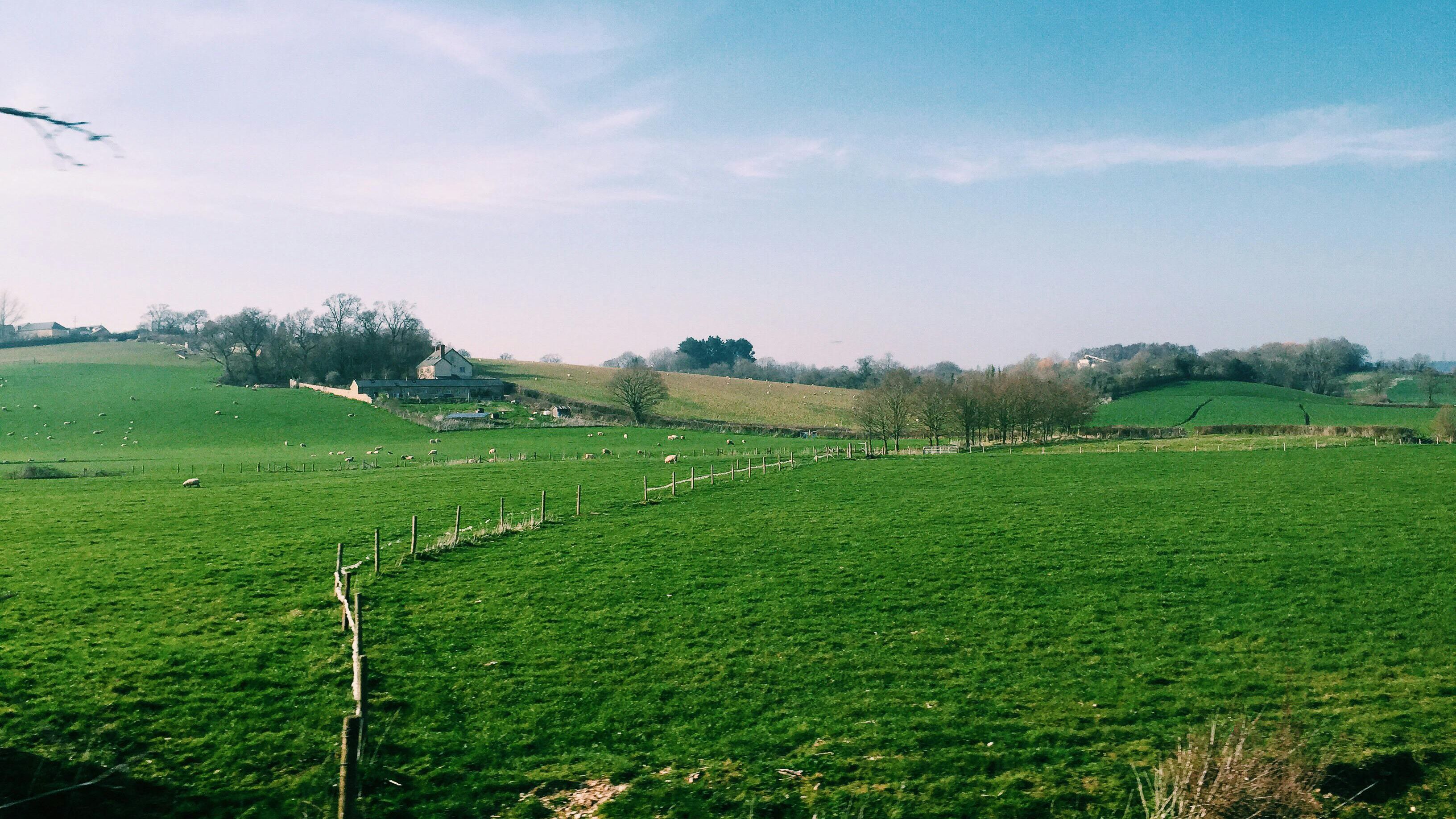 Rolling green fields under a clear blue sky with scattered sheep, a winding fence, and a farmhouse nestled among trees in the distance.
