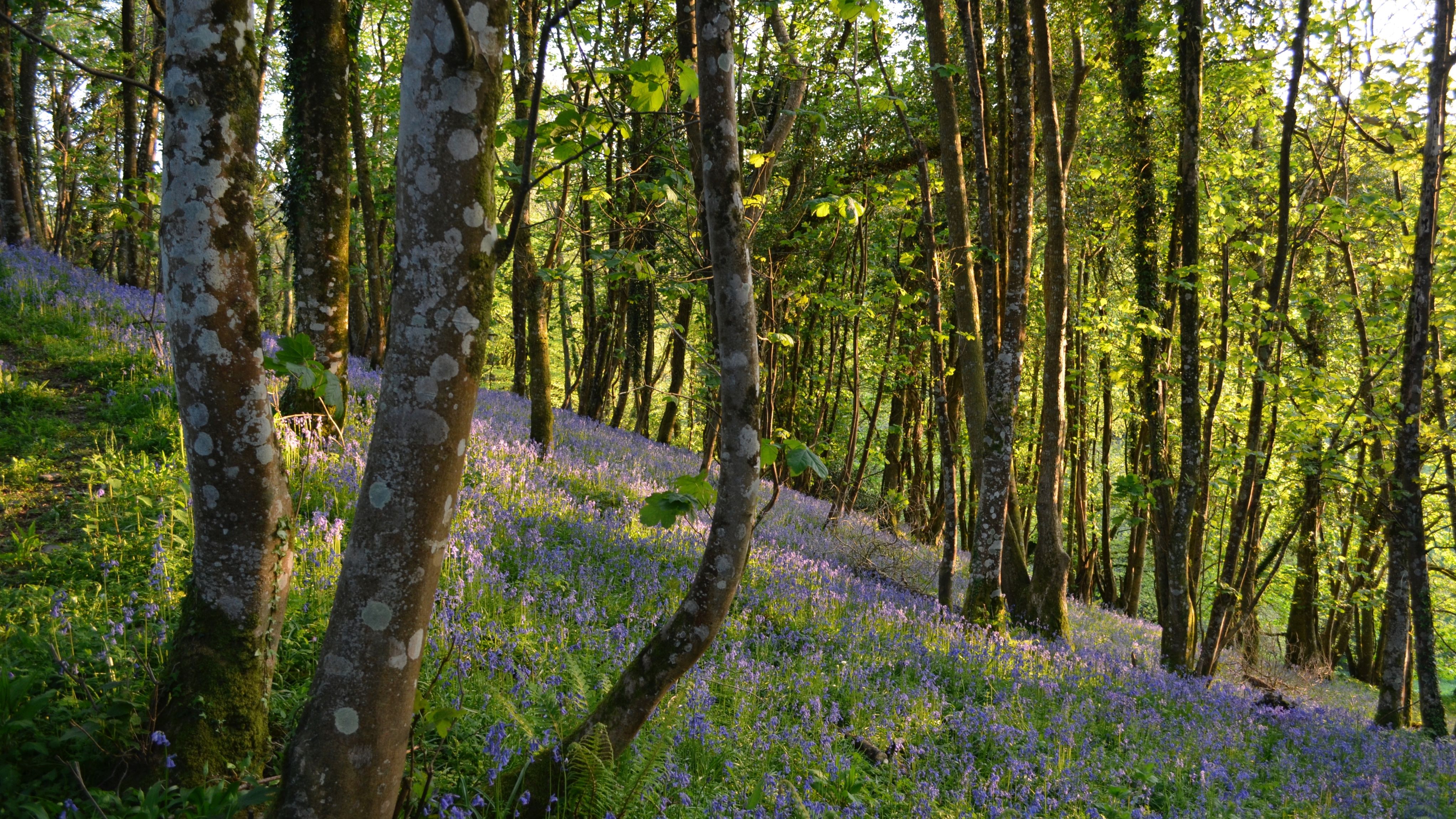 Bluebell Woods