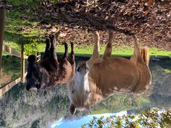 Horses in a field