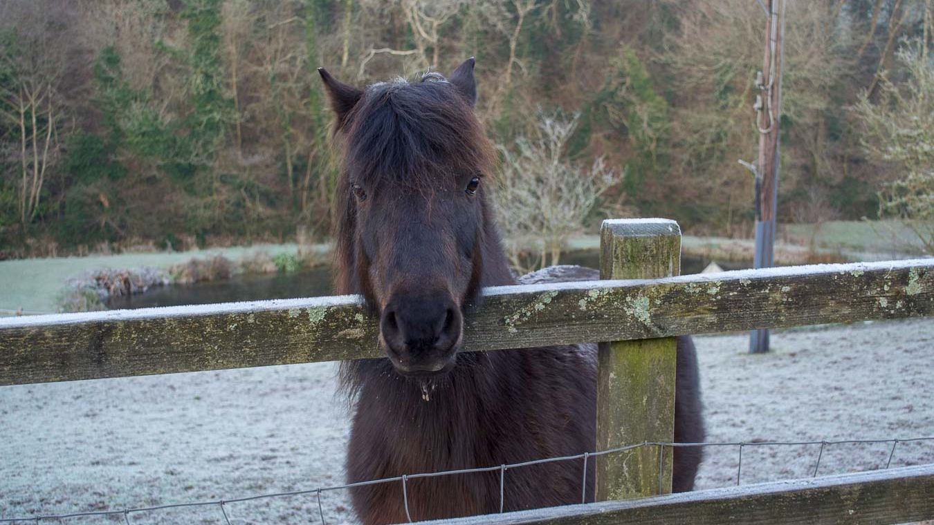 Horse in snowy field