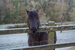 Horse in snowy field