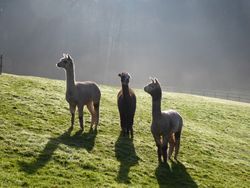 Alpacaas in field