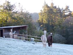 Alpacaas in snowy field