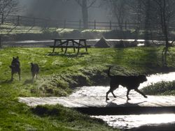 Dogs at Flear Farm