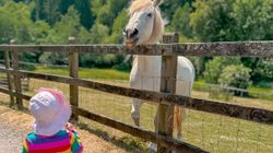 Girl looking at horse