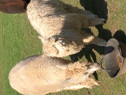 Alpacaas close up