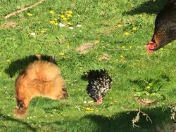 Chickens in field