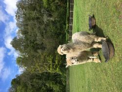 Alpacaas close up