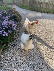 Chickens close up