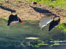 Chickens near a pond