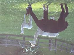 Cute Alpacaas