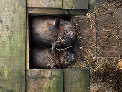 Pigs close up