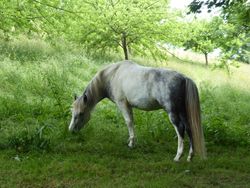 Close up of horse in field