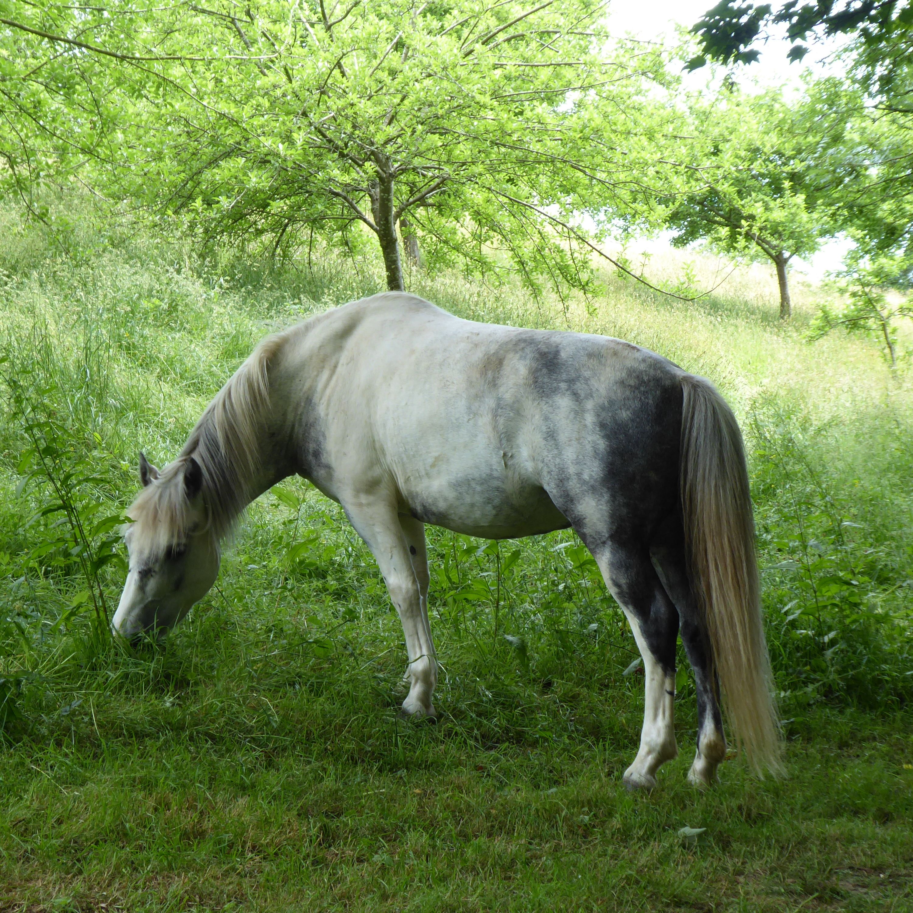 Close up of horse in field