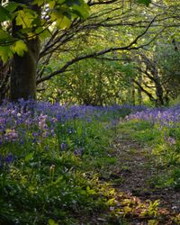 Bluebells Woods with path through the bluebells