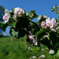 Apple blossom