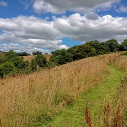 Meadow with path