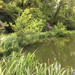 Pond with banks