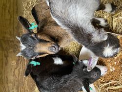 Pigmy goats eating out of a bowl