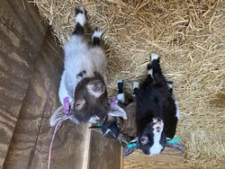 Goats in a shed