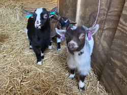Goats in a shed