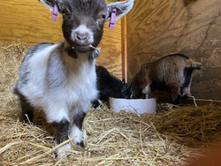 Pigmy goats eating out of a bowl