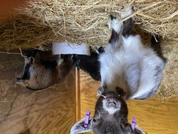 Pigmy goats eating out of a bowl