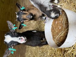 Pigmy goats eating out of a bowl