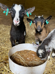 Pigmy goats eating out of a bowl