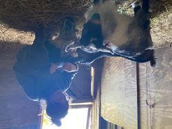 Goats in a shed with  Camilla feeding them