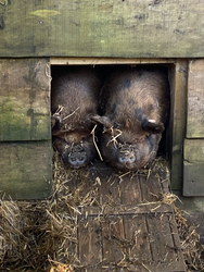 pigs.jpeg