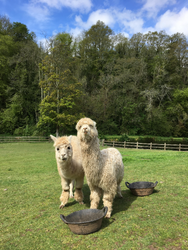 alpacas-up-close.jpeg