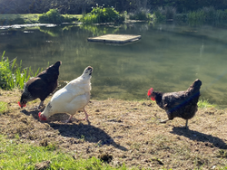 chickens-near-pond.jpeg
