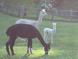 alpacas-in-field.jpeg